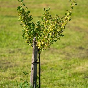 Egreš obyčajný(stromkový) - zelený (Grossularia uva-crispa) ´RODNIK´ stredne skorý, 60-80 cm; voľnokorenný (beztŕňový)